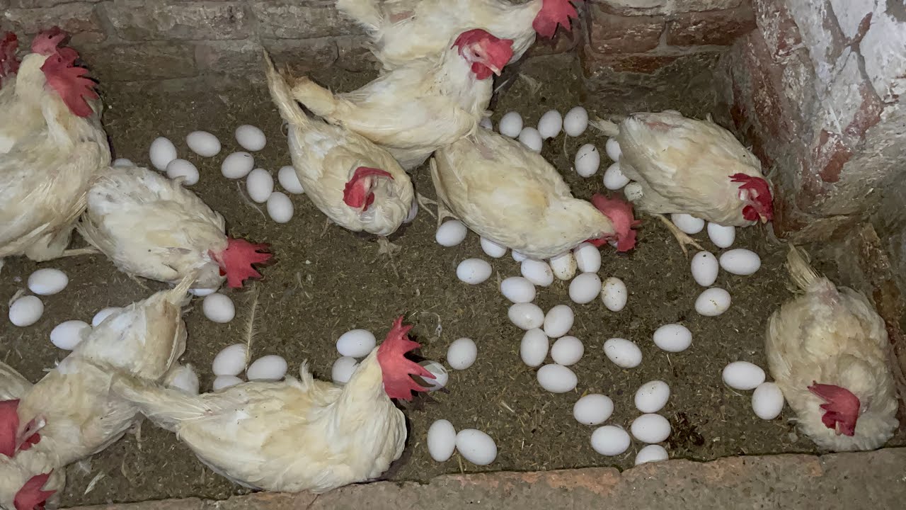 Harvesting Chicken Egg Collecting Daily Routine | Chicken Farming | Part 16