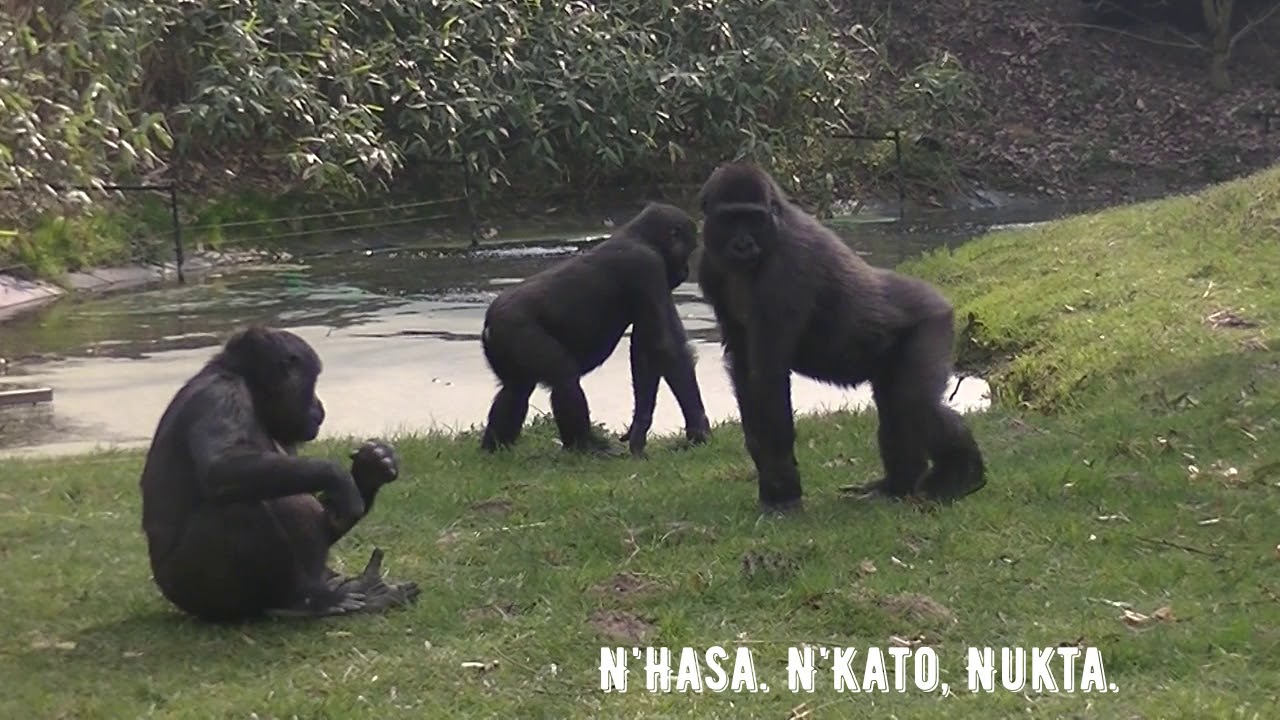 Gorilla's in Burgers' Zoo (maart 2019). - YouTube