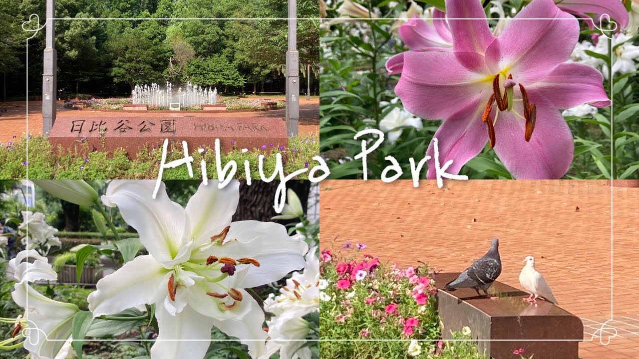 日比谷公園 🕊たくさんのユリが咲くユリロードとバラとアガパンサス ‪ෆ‪.*･ﾟHibiya Park Tokyo June 2024 lily road🌼