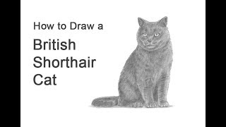 How to Draw a British Shorthair Cat