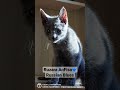 Russian Blues of Ruzara Cattery