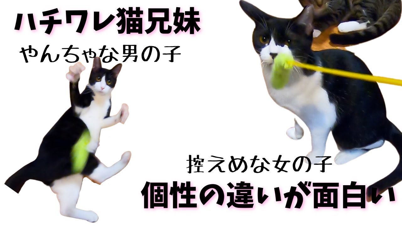 ハンドメイド黒白ハチワレこねこ 3/1譲渡会出場にゃんず】黒白ハチワレ子猫♂@約11ヶ月未満 | NPO法人