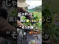 じゃがいも、実は暑くなると”そうか病”が増えやすい
