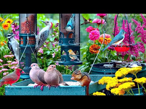 🔴LIVE 4K Pollinator Garden Bird Feeder: Cardinals, Woodpeckers, Song Birds, Bees, Sleep and Flowers
