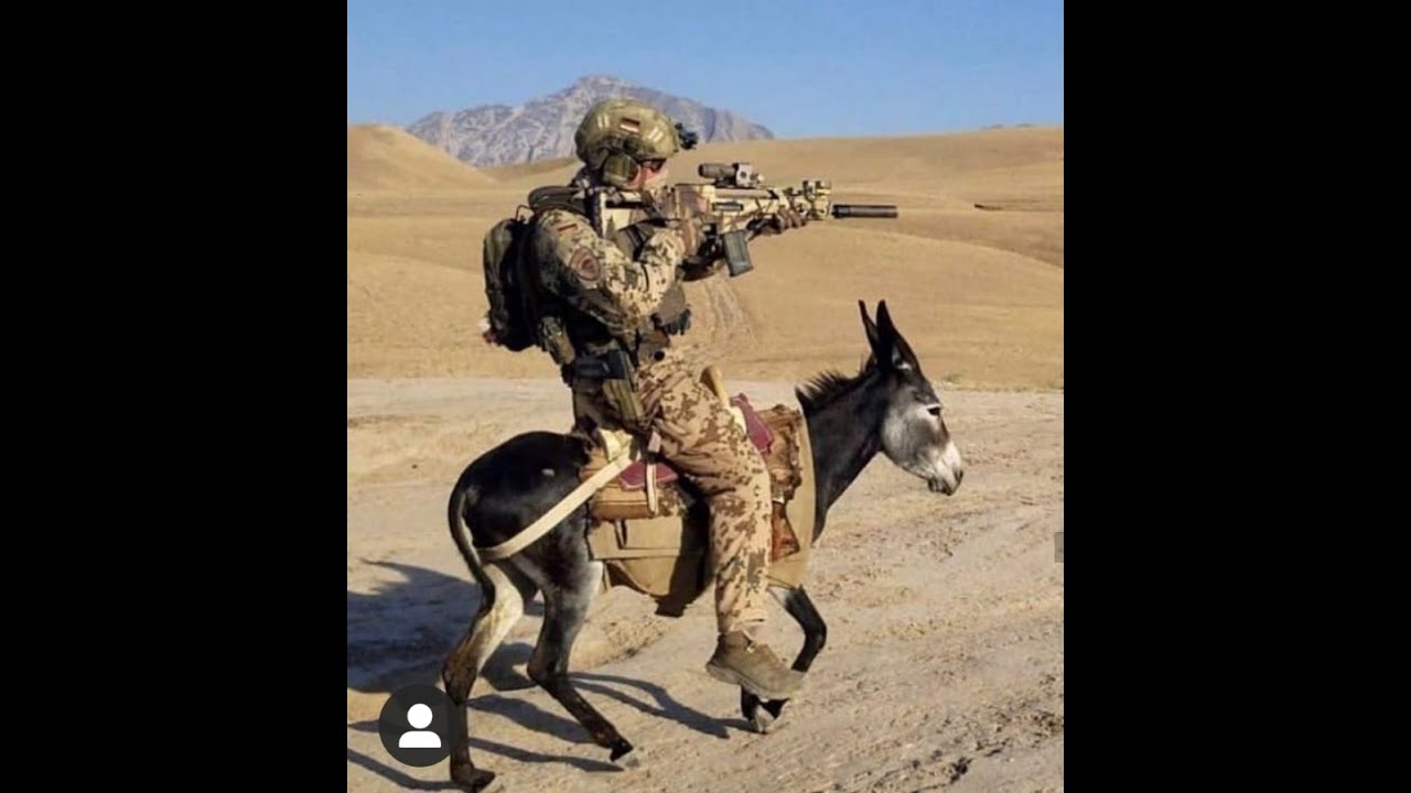 Dog между ног