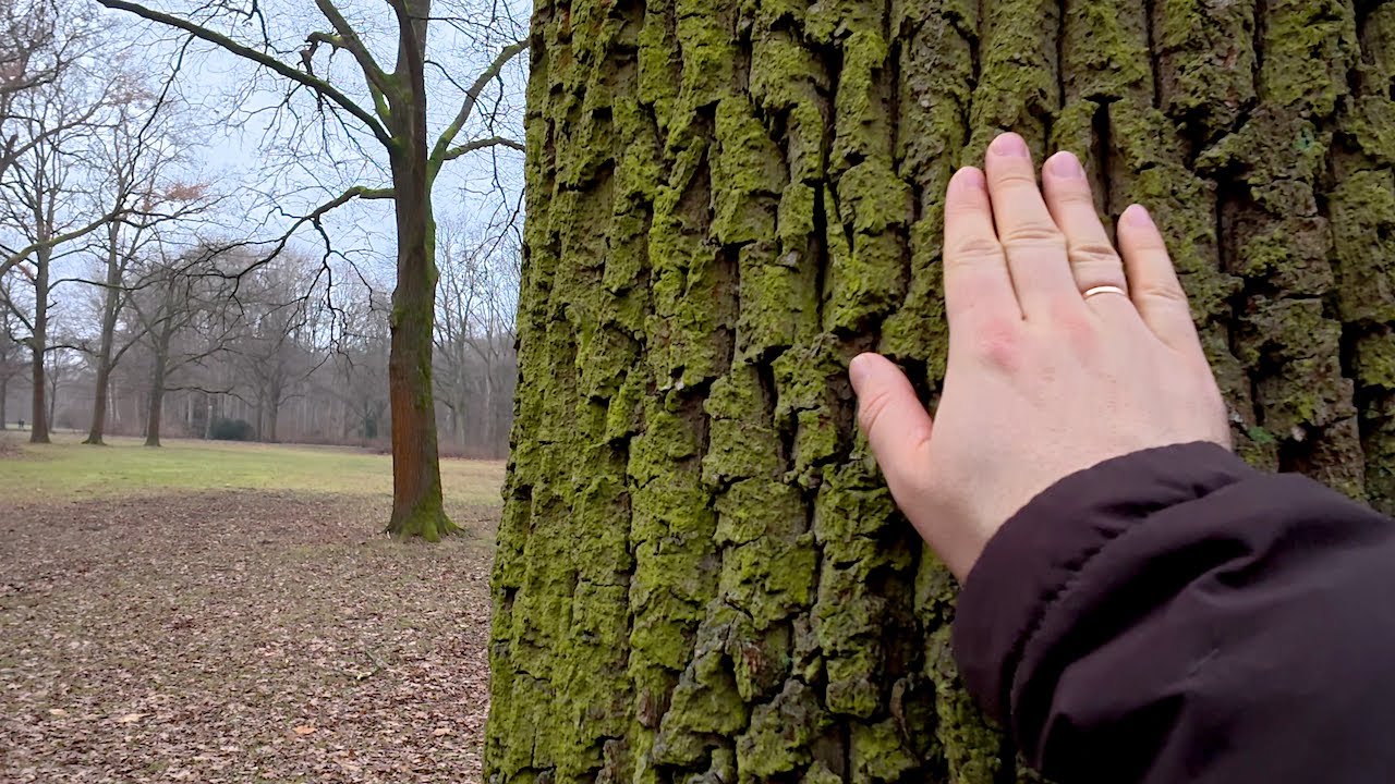 Просто ищу дикую природу и краски в зимнем Тиргартене | Тихий влог Берлин 4К