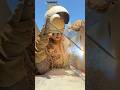Mondays Welding Weld Welder 7024 Lmao Fail Fyp Fypage Fypシ Viral Mondays Welding Weld Welder 7024 Lmao Fail Fyp Fypage Fypシ Viral