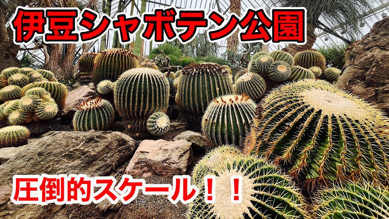 【伊豆シャボテン公園】の大温室が半端ない！！圧巻の温室植物コレクション