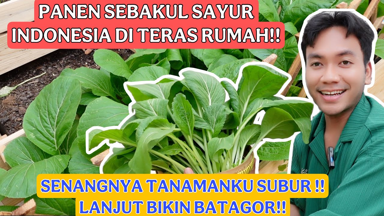PANEN SAYUR INDONESIA DI EROPA DAPAT SEBAKUL!! TANAMAN SUBUR DI APARTEMEN!! LANJUT BIKIN BATAGOR!