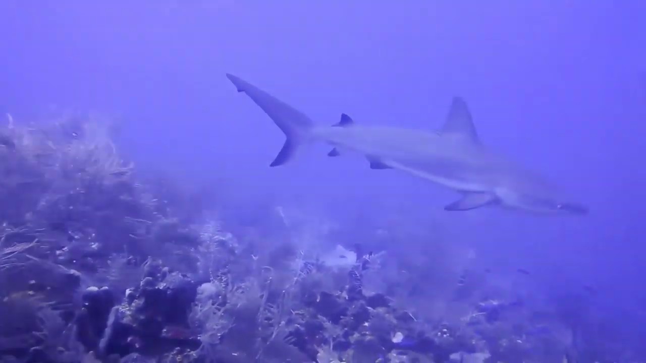 Feeding Sharks on a Technical Dive in St Kitts YouTube