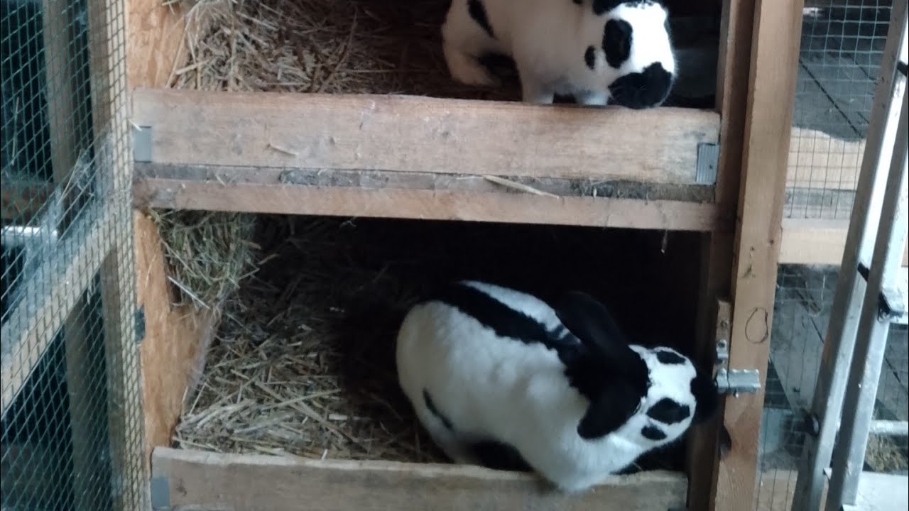 Mamy to super wyniki z specjalki WJS. Wesołych świat.