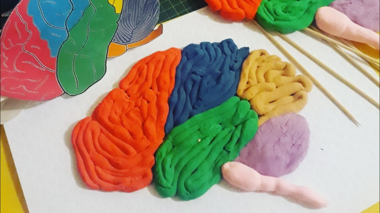 Como Fazer Um Modelo De Cerebro