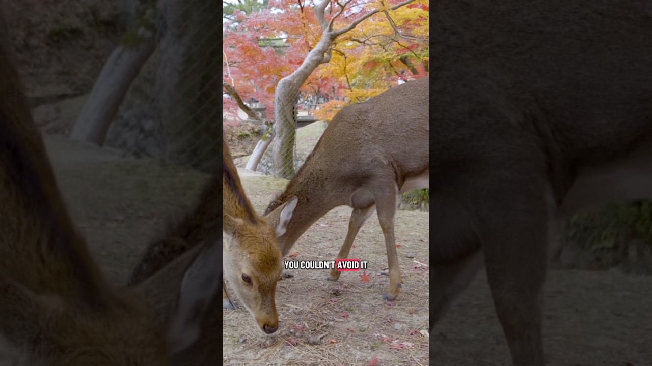 Does insurance cover deer accidents in Georgia? 🦌📑