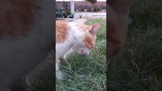 KUCING VEGETARIAN exploring 🙀😻🙀