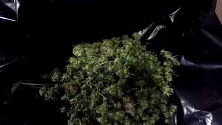 A quick look at some of the Harvest