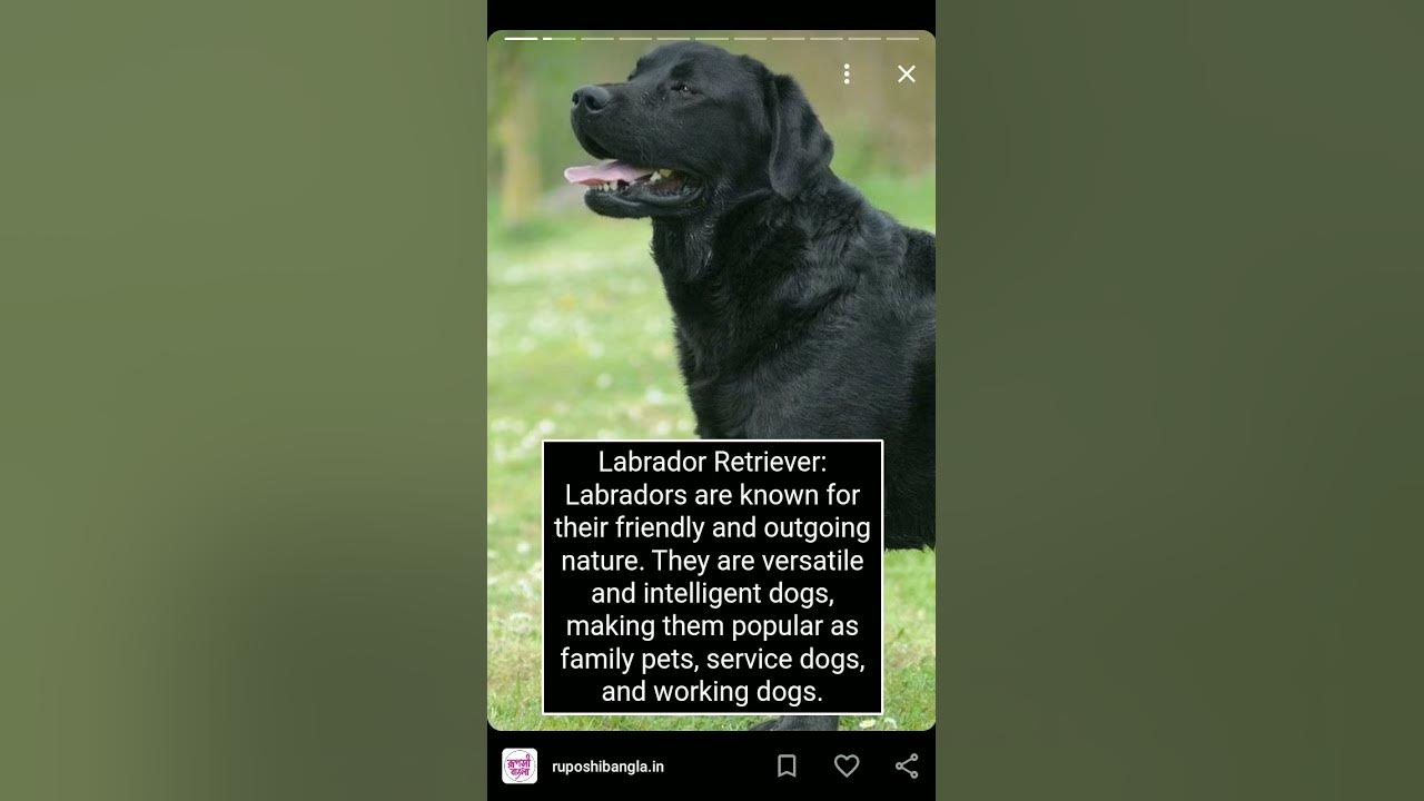 Most Popular Dog Breeds In The World YouTube most-popular-dog-breeds-in-the-world-youtube