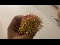 RAMBUTAN FARM IN MOODBIDRI MANGALORE KARNATAKA/biggest farm/top quality low price +91 73494 06957