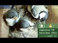 たまご8つ→雛2羽...😢シジュウカラお母さんを襲う2つの試練....巣作り子育て巣立ちまで64日間全記録【巣箱観察2022】