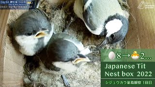 The Japanese Tit (Great Tit) mother faced two difficult trials…64days from nesting to fledging!!❤