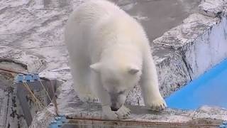 えっ！？電柵ビヨ〜ン~Polar Bear in the rain