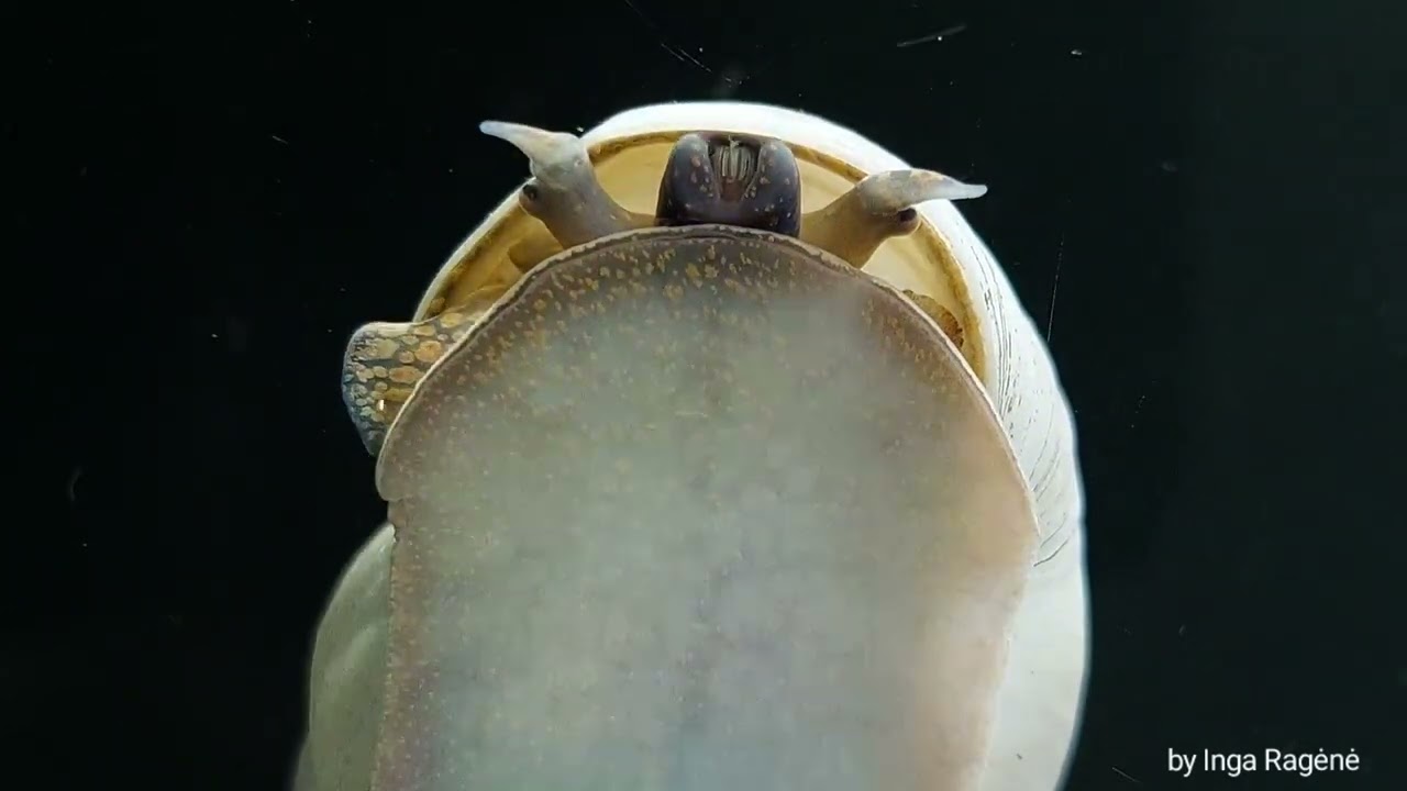 Filopaludina martensi