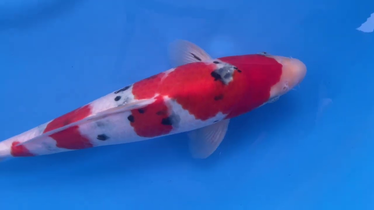 錦鯉 鯉 販売 通販 良品特価 大正三色 33cm AG1-307 - 錦鯉販売 株式