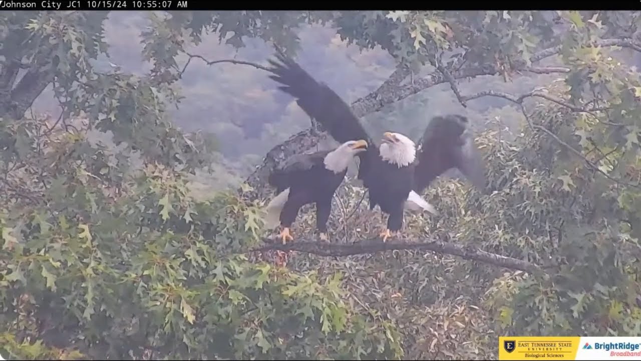 Jolene and Boone are building a new nest ETSU Eagle Cameras Johnson