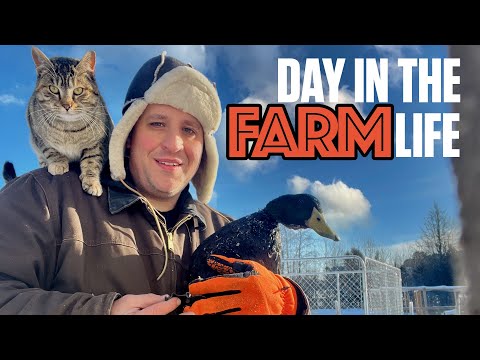 Farmer: Day in the Life (First time full-time!)