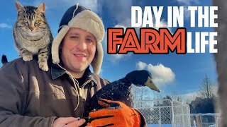 Farmer: Day in the Life (First time full-time!)