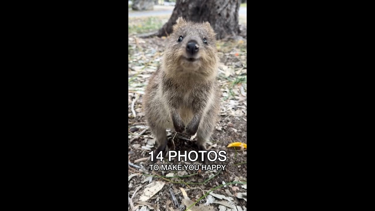 The cutest animal in the world?📍 Rottnest Island
