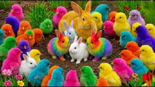Rainbow Chickens and Cute Animals – Satisfying & Funny Moments 🐥🌈😂