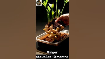 Ginger Growing From a Cut Piece 🌱✨ Incredible Root Timelapse #Ginger #Shorts