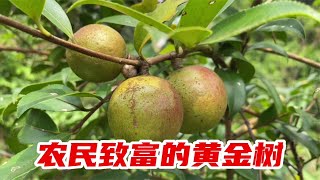 农民脱贫致富的“黄金树”茶子树,原来价值那么高?很多人却不知 农民脱贫致富的“黄金树”茶子树,原来价值那么高?很多人却不知