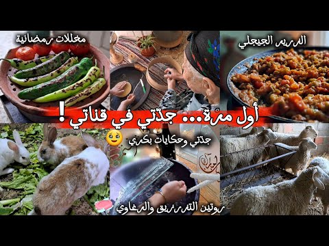رمضان في الريف الجزائري أول ظهور لجدتي طمينة البيضا الجيجلية مخللات زيتون كاسي وحميس مشوي 