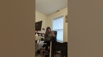 Watch this Seizure Alert Dog in Action #short, #servicedogs, #seizureawareness