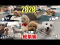 【総集編】癒し.笑い.感動 いちごミルクのやりたい放題 上半期まとめ トイプードル／マルプー