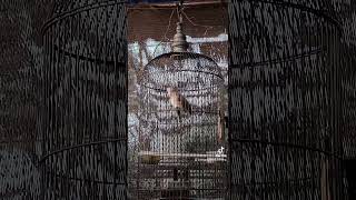 Download Lagu MERBAH KAPUR pancingan suara TRUCUK #masteranburung #kicaumania MP3