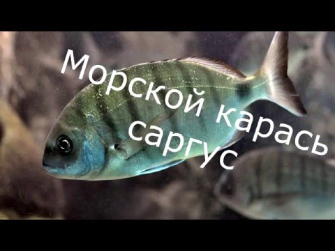 ловля морских карасей в черном море