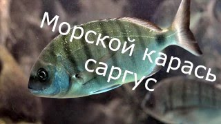 Морской карась, саргус, ловля спиннингом, хорошая рыбалка