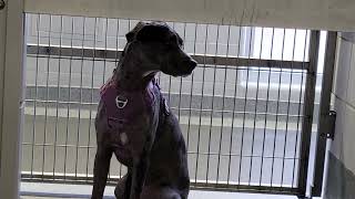 acs A668639
