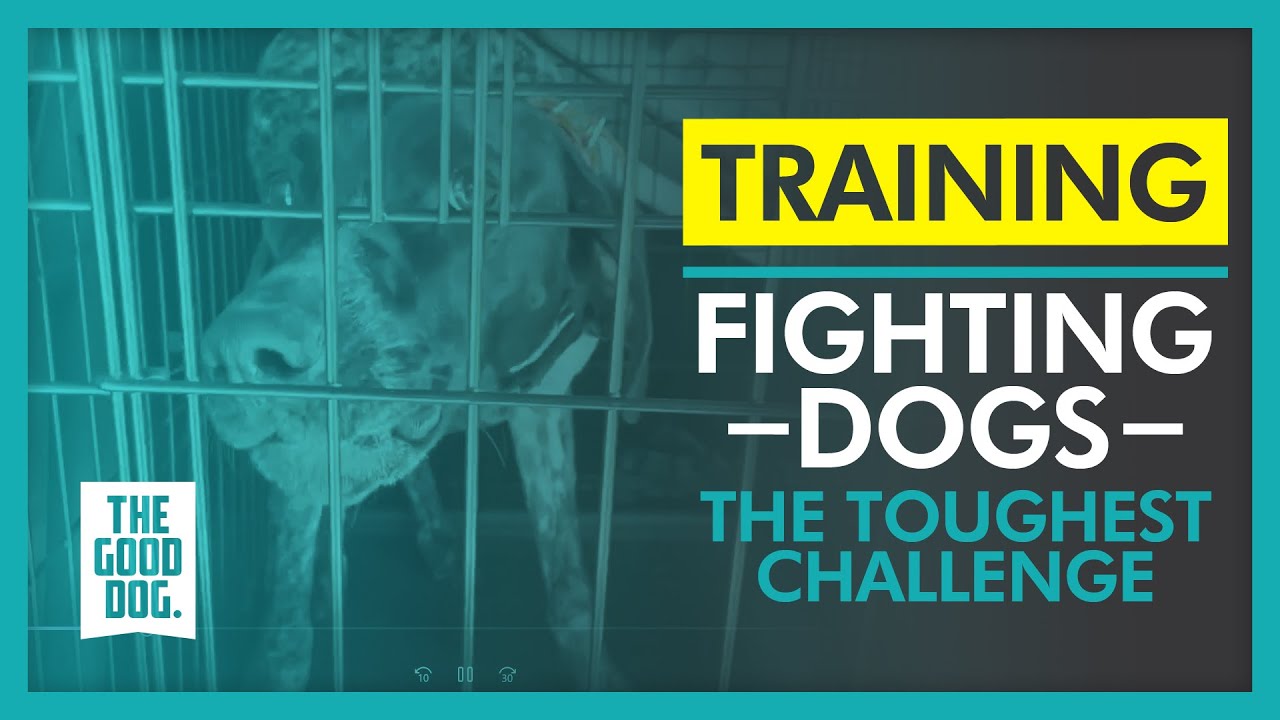 Fighting dogs, the toughest challenge | The Good Dog Training