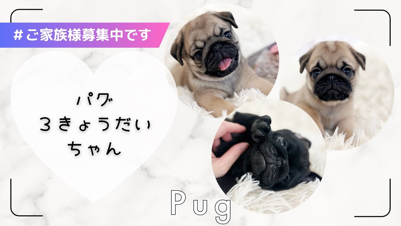 アロママです。パグちゃん、パピヨンちゃん ご家族さま募集中です】パグの3きょうだいちゃん - YouTube