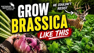 BEST BRASSICA PLANTING TIPS !