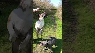 Who Can Reach The Stick?