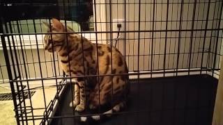 Cat training: crating your cat by Amber 4,094 views 8 years ago 28 seconds