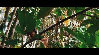 Story wa 30 Detik terbaru | Cinematic video alam disekitar