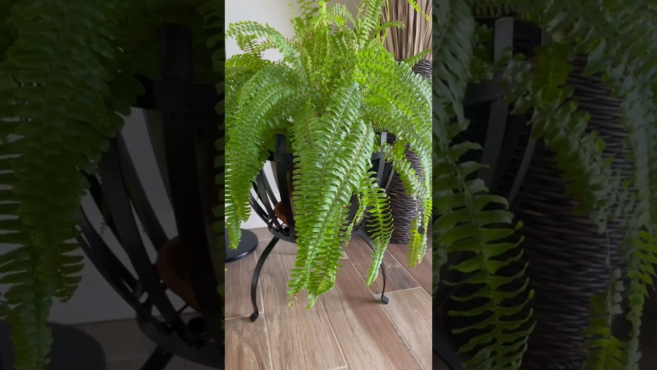 Boston Fern in a Metal Plant Stand from Linda Vater’s Signature Collection | Ranch Home Living