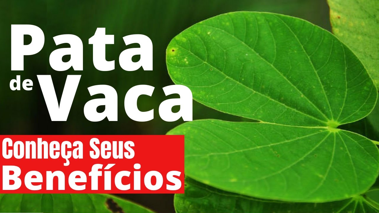 Os Benefícios Da Pata De Vaca: Descubra Para Que Serve – WEVBZ