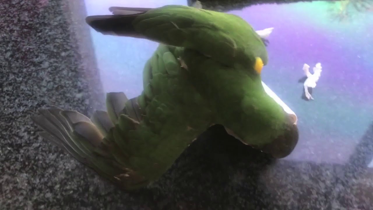 Parrot vs Toilet Paper YouTube