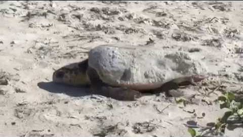 Watch a Nesting Loggerhead Sea Turtle